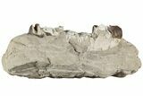 Fossil Running Rhino (Hyracodon) Upper Jaws - South Dakota #232225-3
